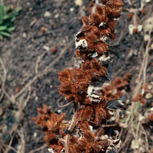 Xanthium fruit, El Capitan
