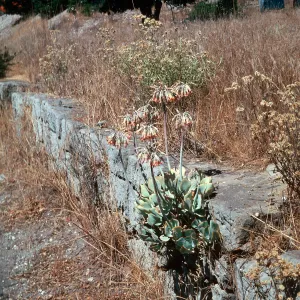 Cotyledon orbiculata, Orcutt