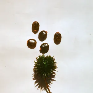 Castor seeds