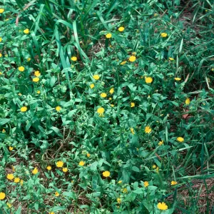 Calendula arvensis