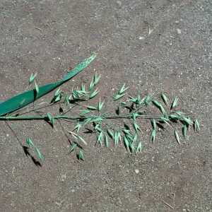 cultivated oat