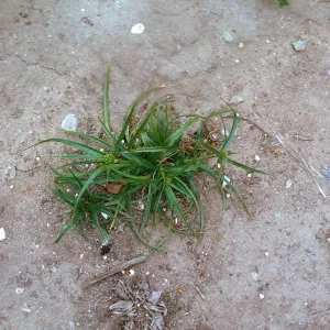 Cyperus