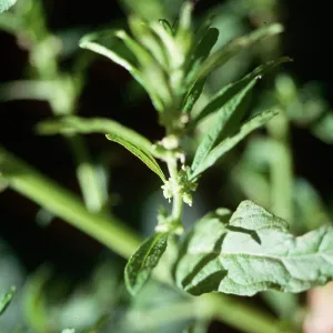 Chenopodium