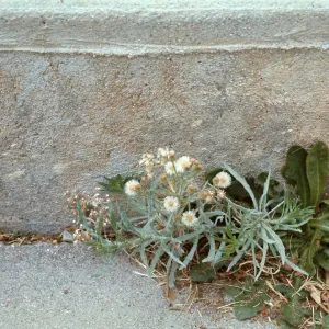 Conyza bonariensis
