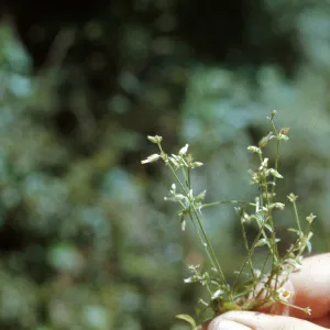 Cerastium glomeratum