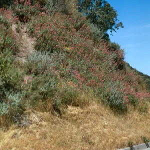 Centranthus, Mesa
