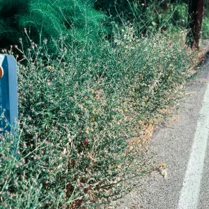 Centaurea melitensis