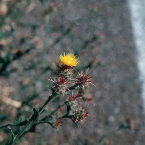 Centaurea melitensis