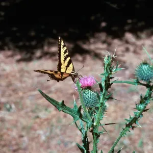 Cirsium vulgare