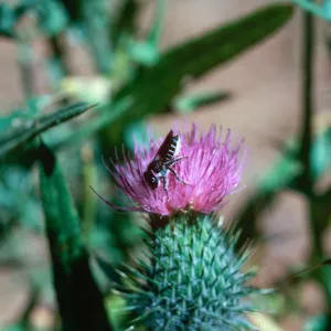 Cirsium vulgare