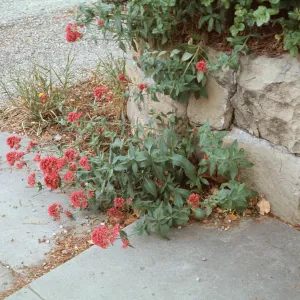 Centranthus 