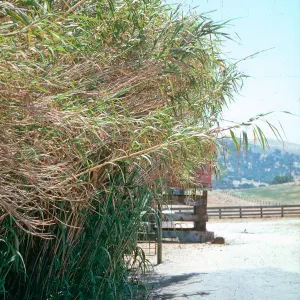 Arundo