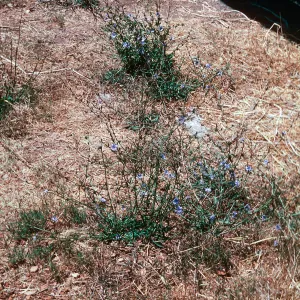 Cichorium