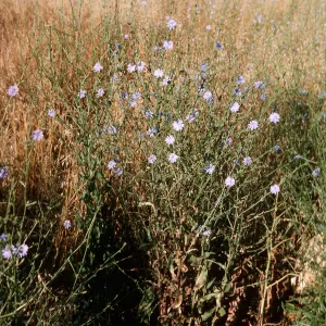 Cichorium, Ojai