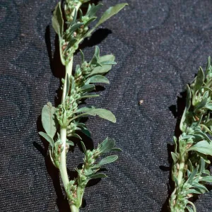 Amaranthus albus, tumble[weed]