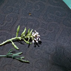 Cakile maritima