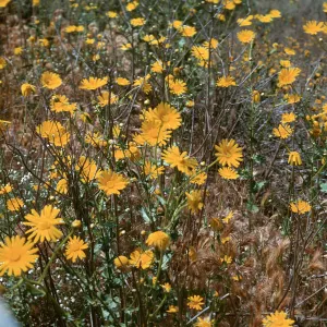 Chrysanthemum segetum