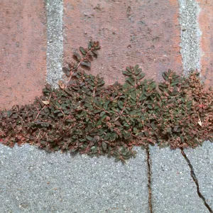 Euphorbia