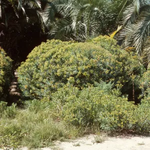 Euphorbia dendroides