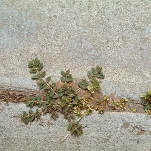 Euphorbia
