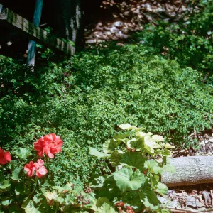 Euphorbia peplus