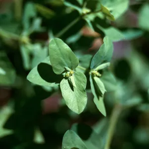 Euphorbia peplus