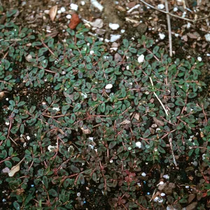 Euphorbia maculata