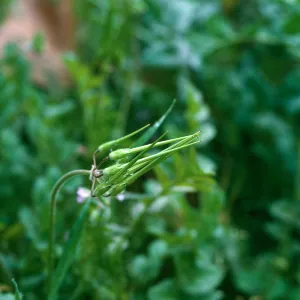 Erodium fruit