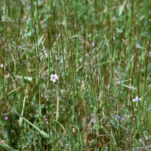 Erodium ?