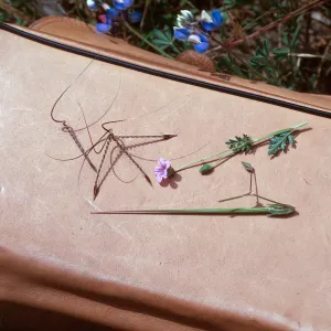 Erodium botrys