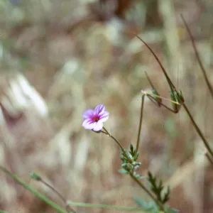 Erodium cicutarium