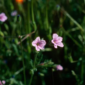 Erodium botrys