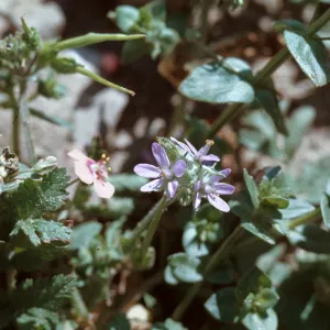 Erodium, Anagallis ?