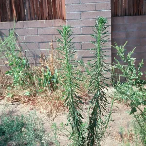 Erigeron canadensis 