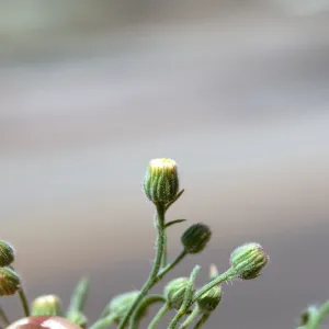 Erigeron crispum
