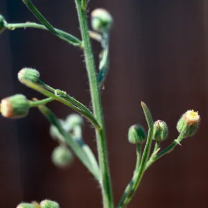 Erigeron linearis