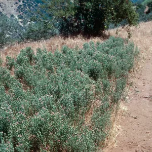 Centaurea, Lion Canyon