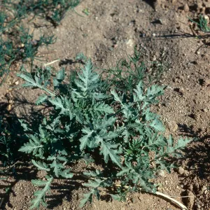 Franseria acanthicarpa, UCV