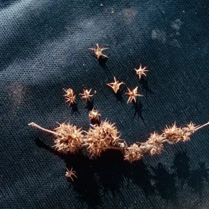 Franseria acanthicarpa, UCV