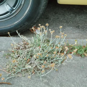 Gnaphalium luteoalbum