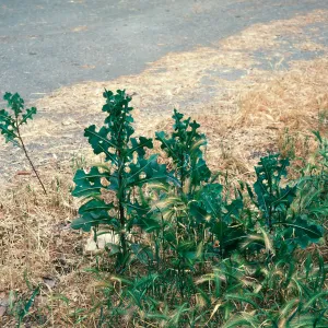 Lactuca serriola leaves