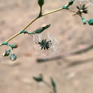 Lactuca fruit