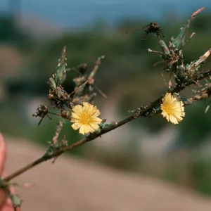 Lactuca flowers