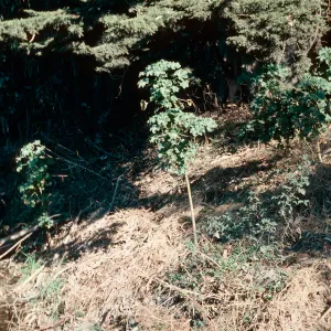 Lavatera assurgentiflora