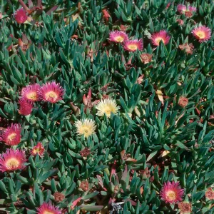 Ice Plant