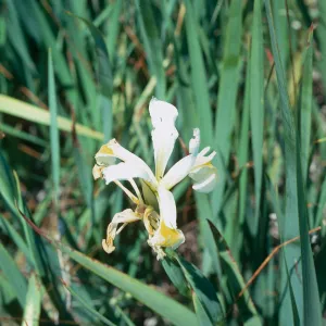 Iris Los Alamos