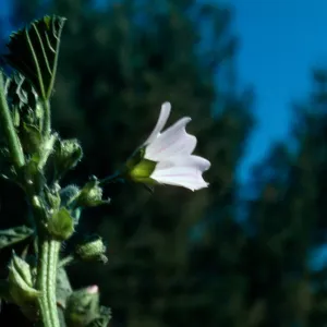 Malva (Mallow) ?, home