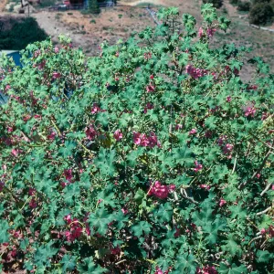 Malva (Mallow) Rose
