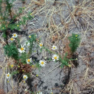 Mayweed, Anthemis cotula