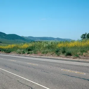 Mustard, San Julian